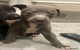 Italian Greyhound dogs for sale: Itlaian greyhound puppy's for sale - Image 10