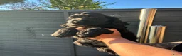 Cocker Spaniel dogs for sale: KC Show type cocker spaniel pups ready to leave  - Advert 16