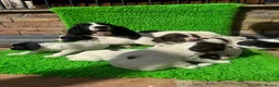 English Springer Spaniel dogs for sale: Exceptional ESS pups from tested working parents  - Advert 12