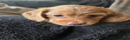 Miniature Dachshund dogs for sale: ❤️KC registered miniature dachshund puppies❤️ - Advert 10
