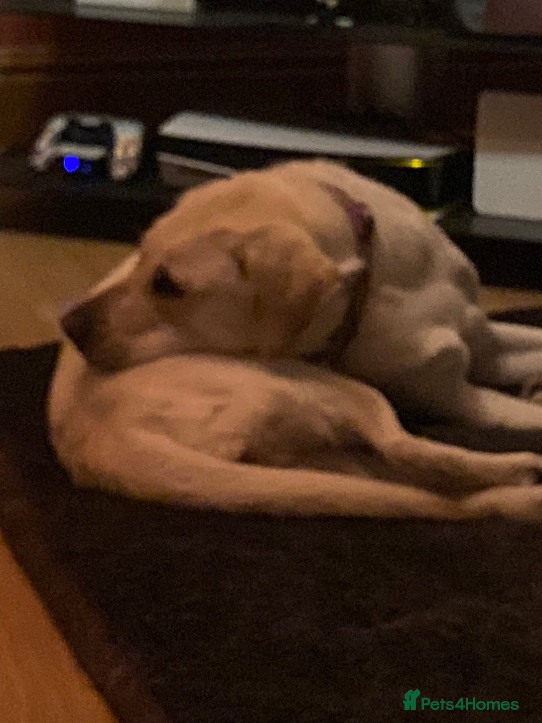 Labrador Retriever dogs for sale: Lovely Labrador in need of a new home - Advert 2