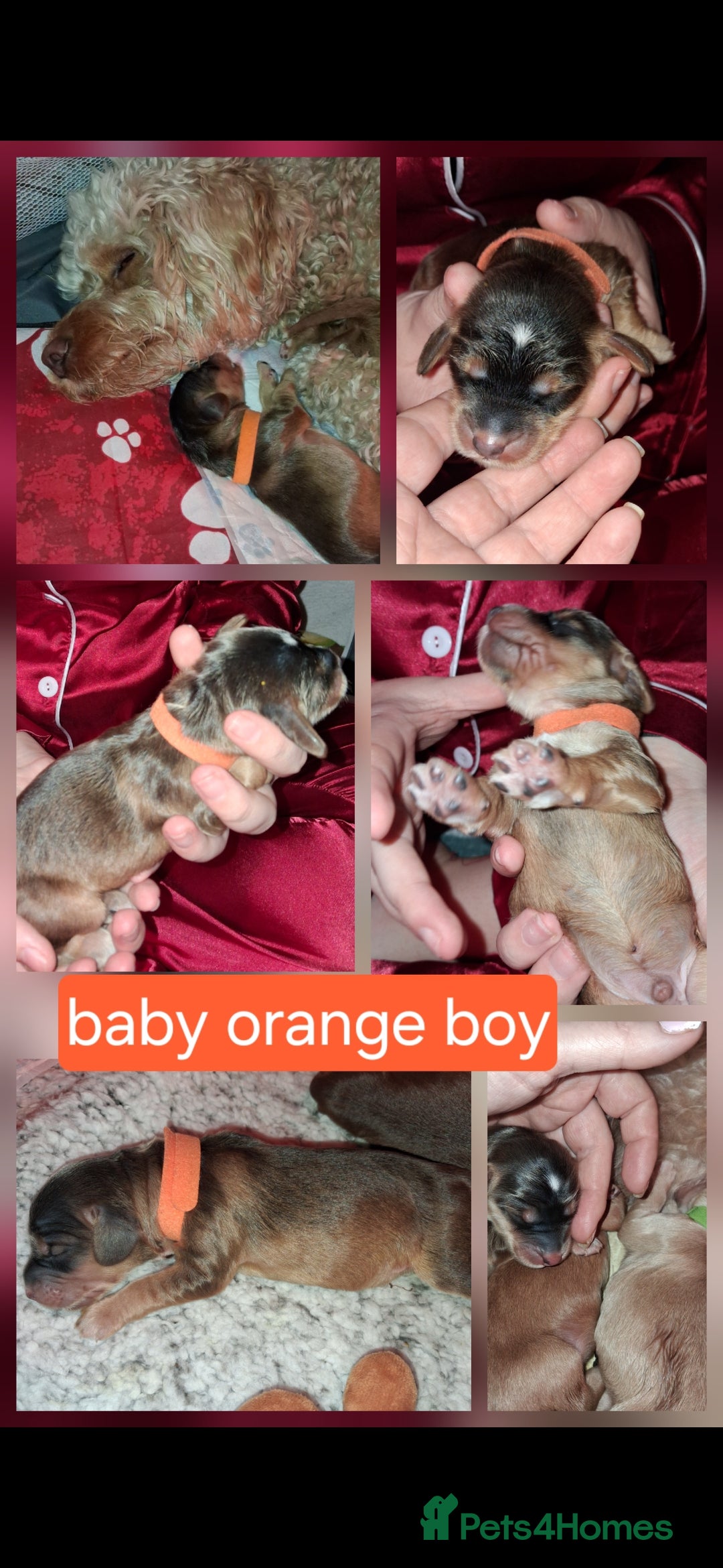 Cockapoo dogs for sale: Cockapoo puppies F2 - Advert 7