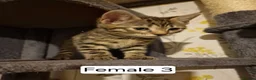 Mixed Breed cats for sale: Mix Bengal Bombay - Advert 3
