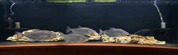 Other/Mixed Breed fish for sale: Silver Dollar group and complete set up - Advert 2