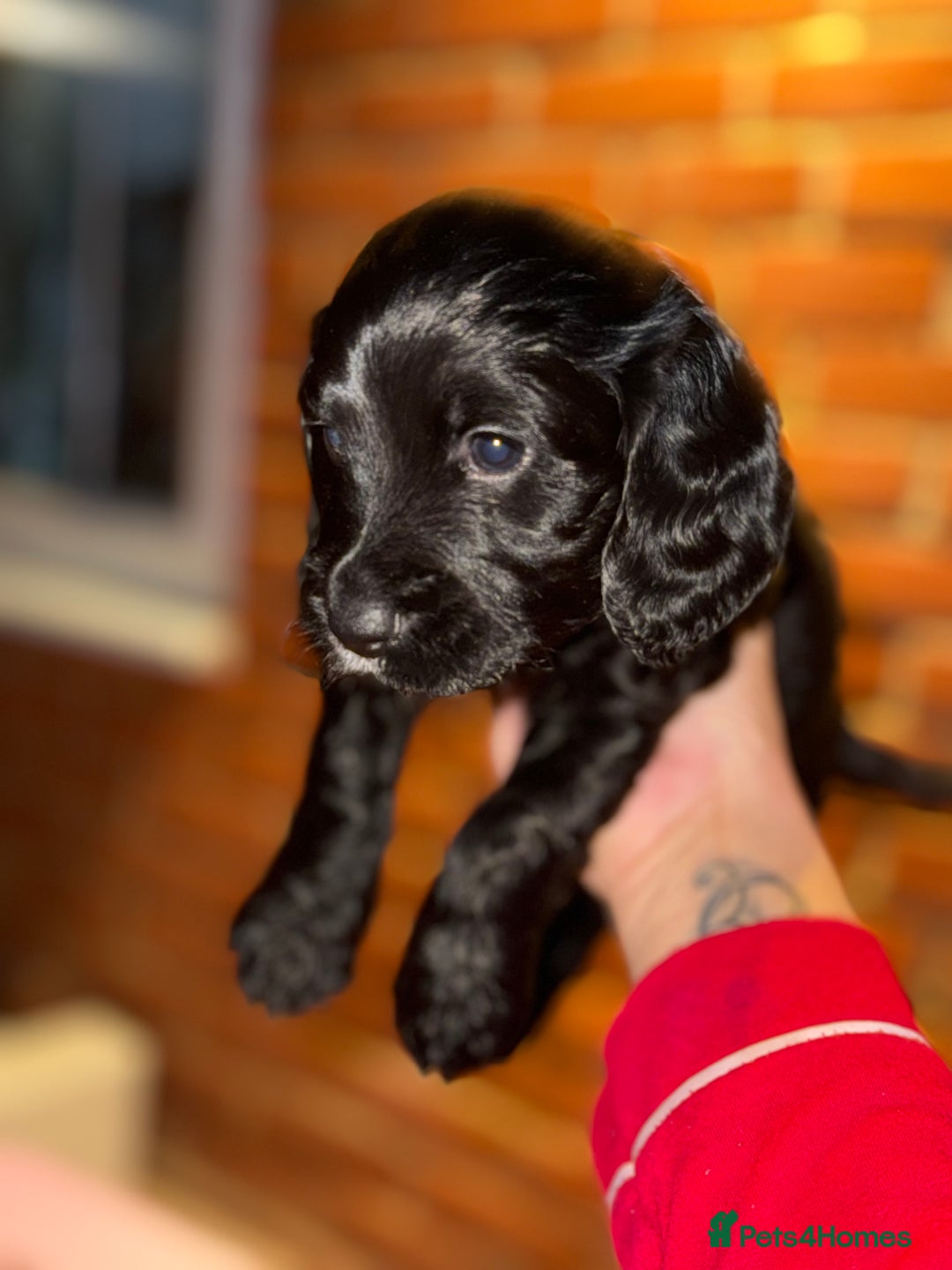 Cocker Spaniel dogs for sale: Cocker spaniel (working) - Advert 4