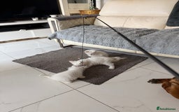 Maine Coon cats for sale: 	Rare Polydactyl Kittens + 1 Blue-Eyed Beauty - Image 10