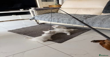 Maine Coon cats - Advert 14