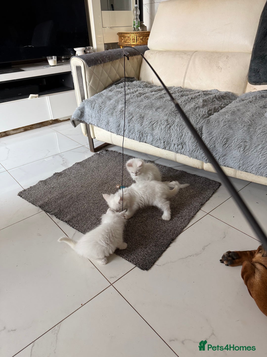 Maine Coon cats for sale: 	Rare Polydactyl Kittens + 1 Blue-Eyed Beauty - Image 10