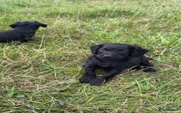 Cocker Spaniel dogs for sale: Kc registered litter of working cocker spaniels  - Image 4