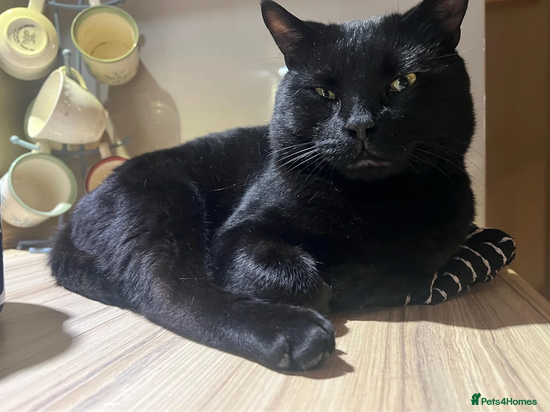 Mixed Breed cats for sale: Liquorice male cat - Advert 1