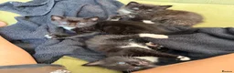 Mixed Breed cats for sale: Russian blue x domesticated long hair  in Warrington - Advert 10