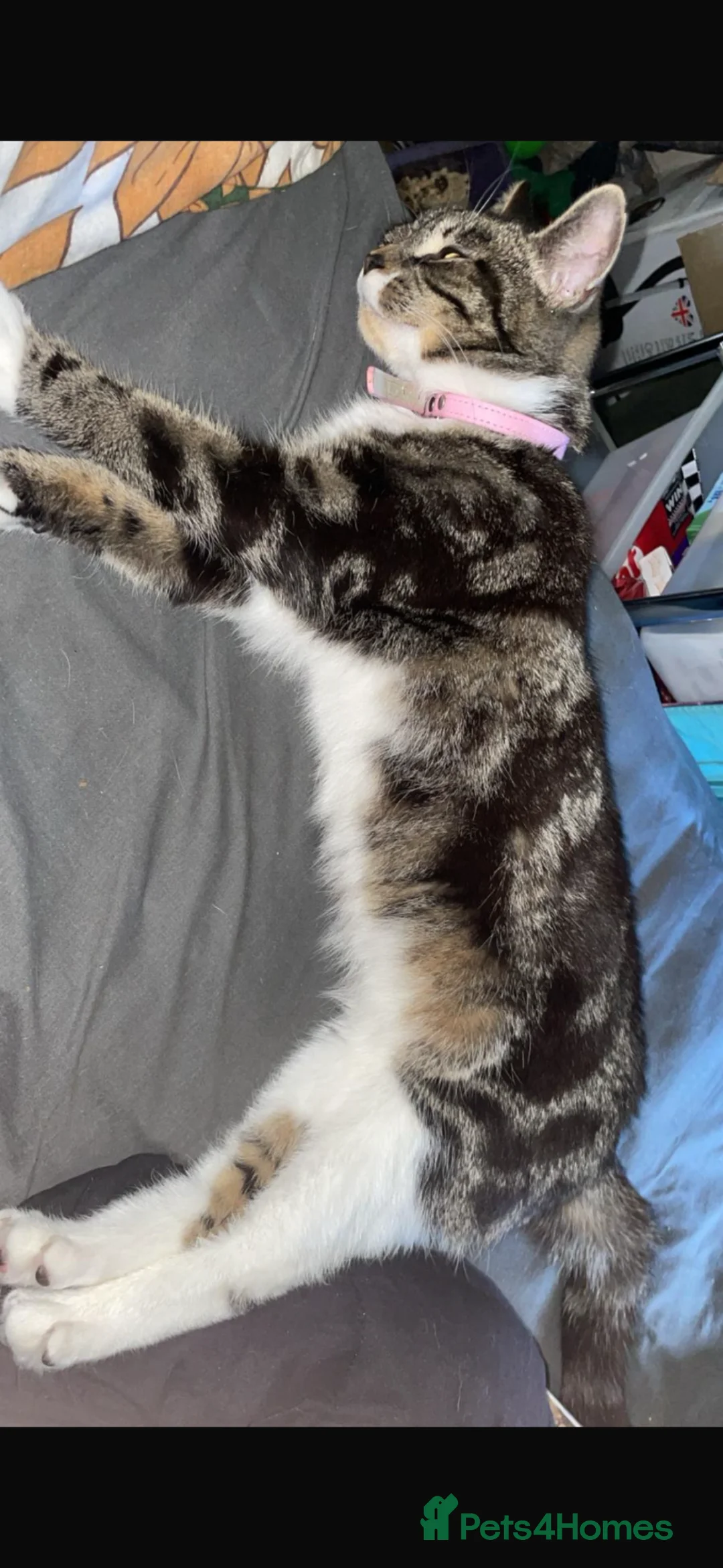 Mixed Breed cats for sale: Winnie and eclipse  - Advert 2
