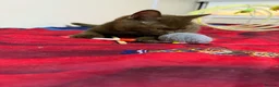 British Shorthair cats for sale: Rare Cinnamon Color British Shorthair Kittens - Advert 6