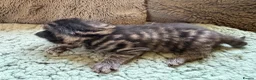 Mixed Breed cats for sale: Beautiful Kittens BSH Cross - Advert 3