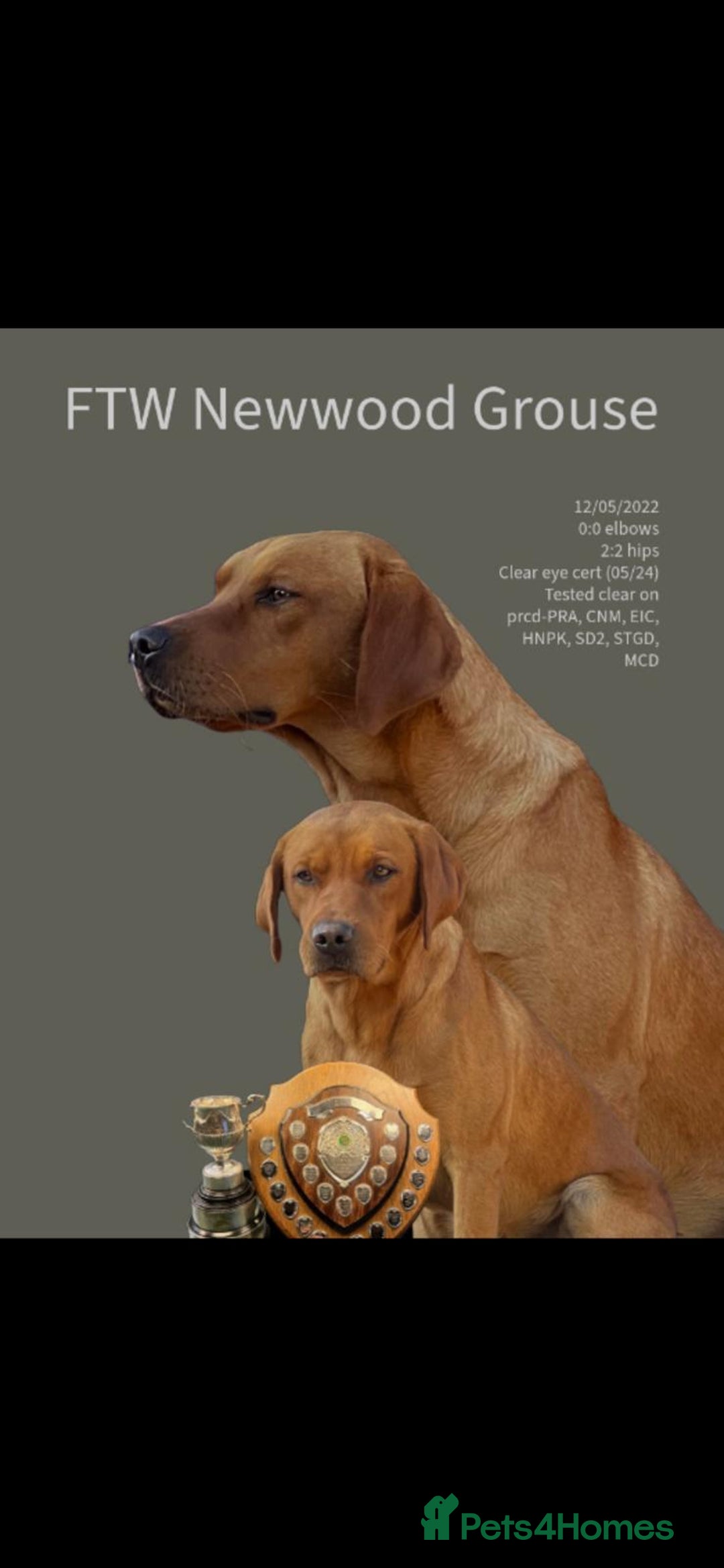 Labrador Retriever dogs for sale: 4 x  Yellow Male KC Labradors left - Advert 4