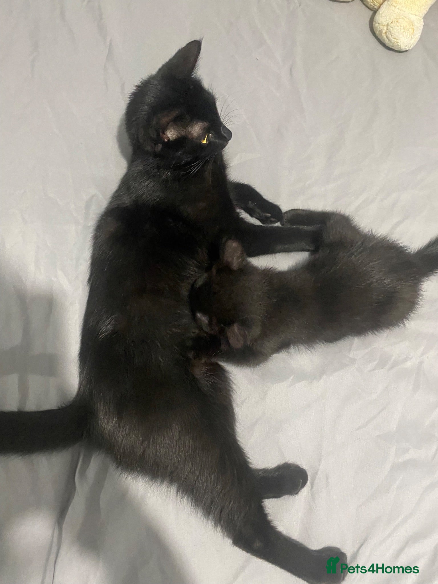Mixed Breed cats part ragdoll kitten looking for her home (asap) - Advert 1