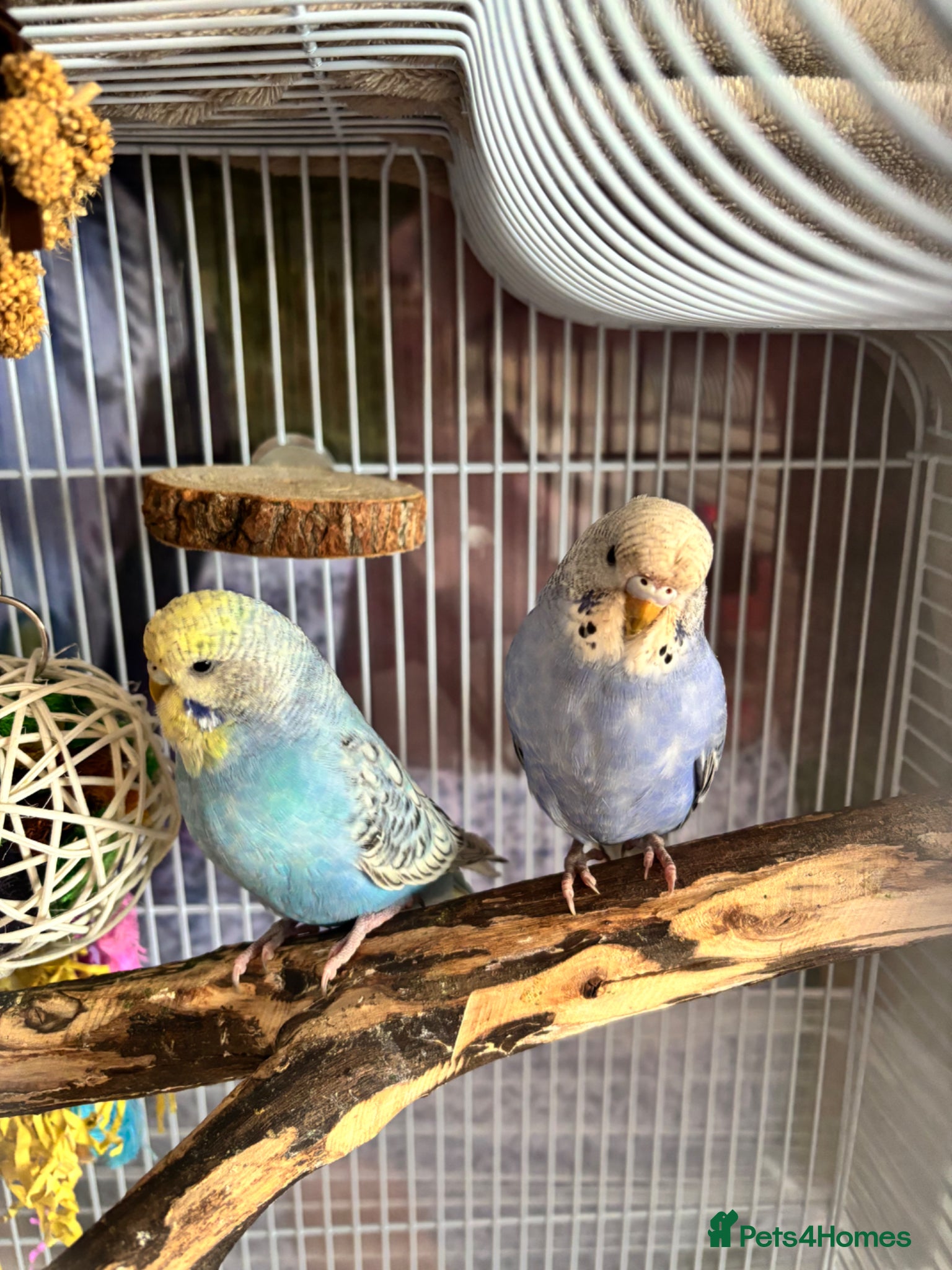 Parakeets birds 2 budgies.  - Advert 10