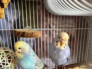 Parakeets birds 2 budgies. - Advert 10