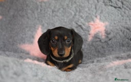 Dachshund dogs for sale: Dachshunds  - Image 5