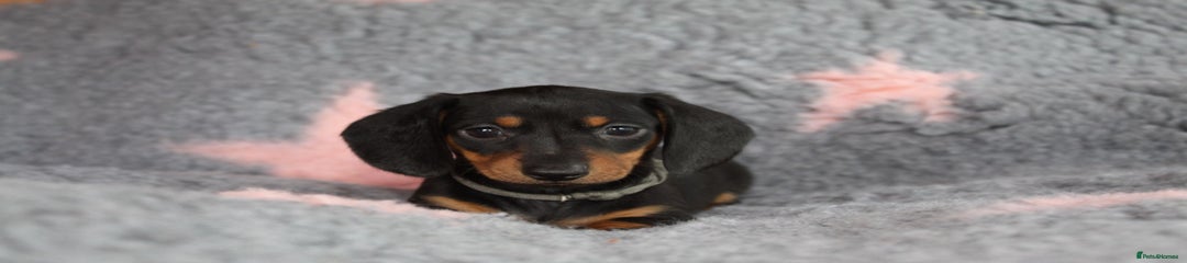 Dachshund Puppy 8