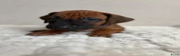 Rhodesian Ridgeback dogs for sale: 12 Gorgeous Rhodesian Ridgebacks   - Advert 9