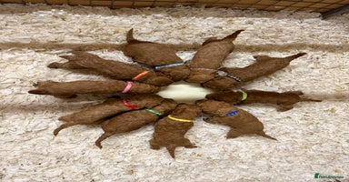 Labradoodle dogs - Advert 11