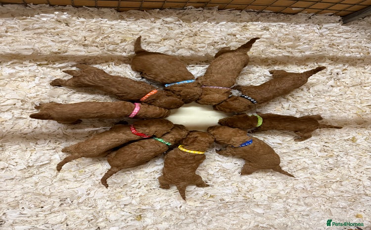 Labradoodle dogs - Advert 1