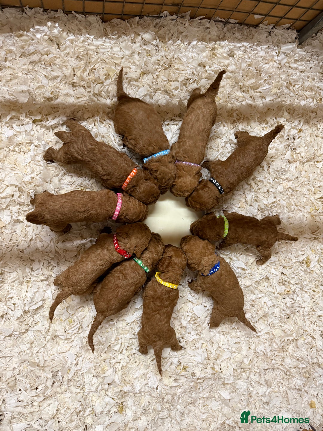 Labradoodle dogs for sale: Adorable Miniature Labradoodle F1bb Puppies🤩 - Image 1