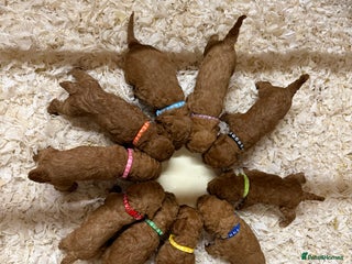 Labradoodle dogs - Advert 19