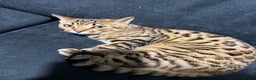 Bengal cats for sale: Bengal female  - Advert 1