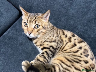 Bengal cats Bengal female - Advert 1