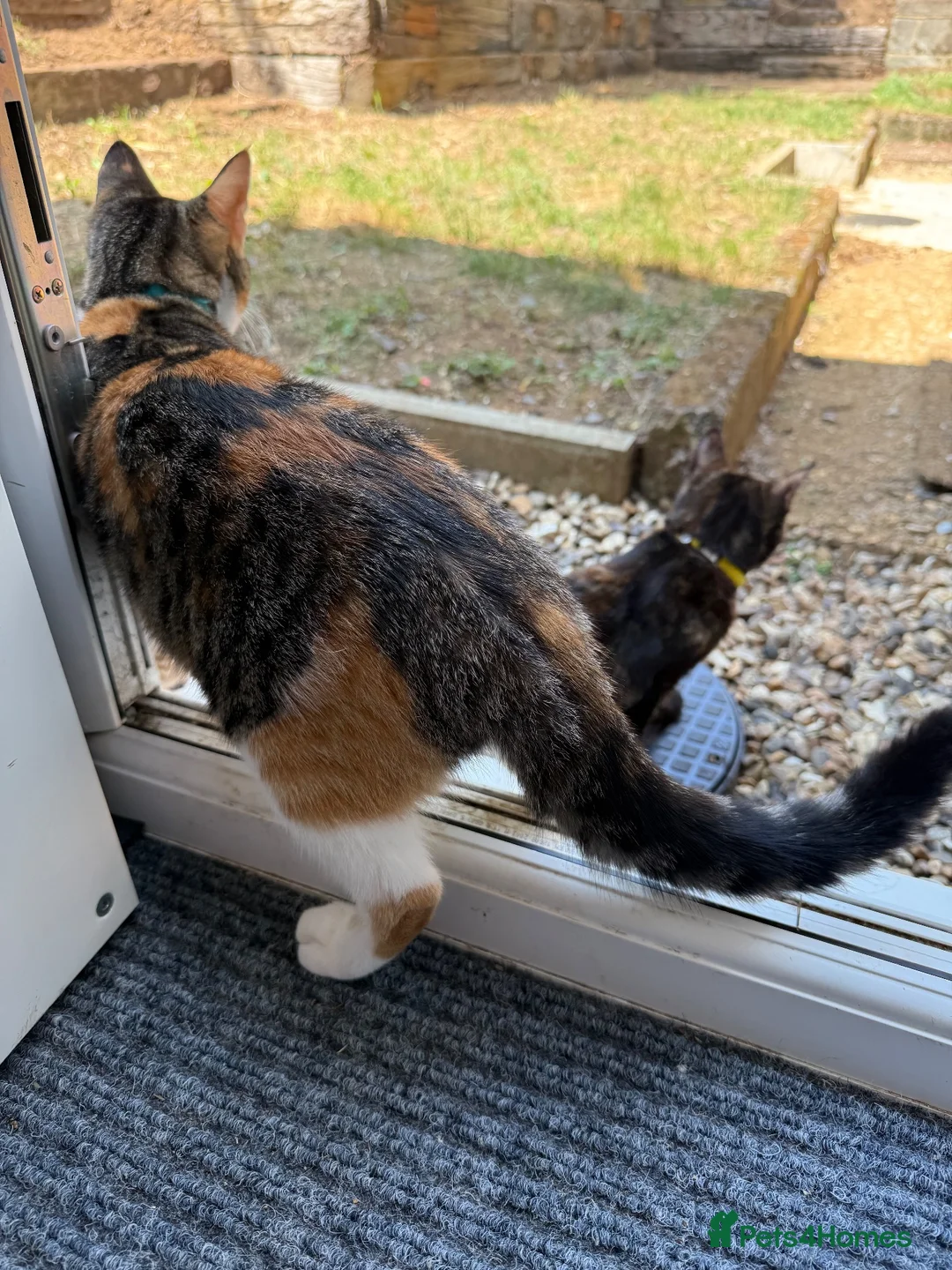 Domestic Shorthair cats for sale: 1male ginger kitten for sale - Advert 3