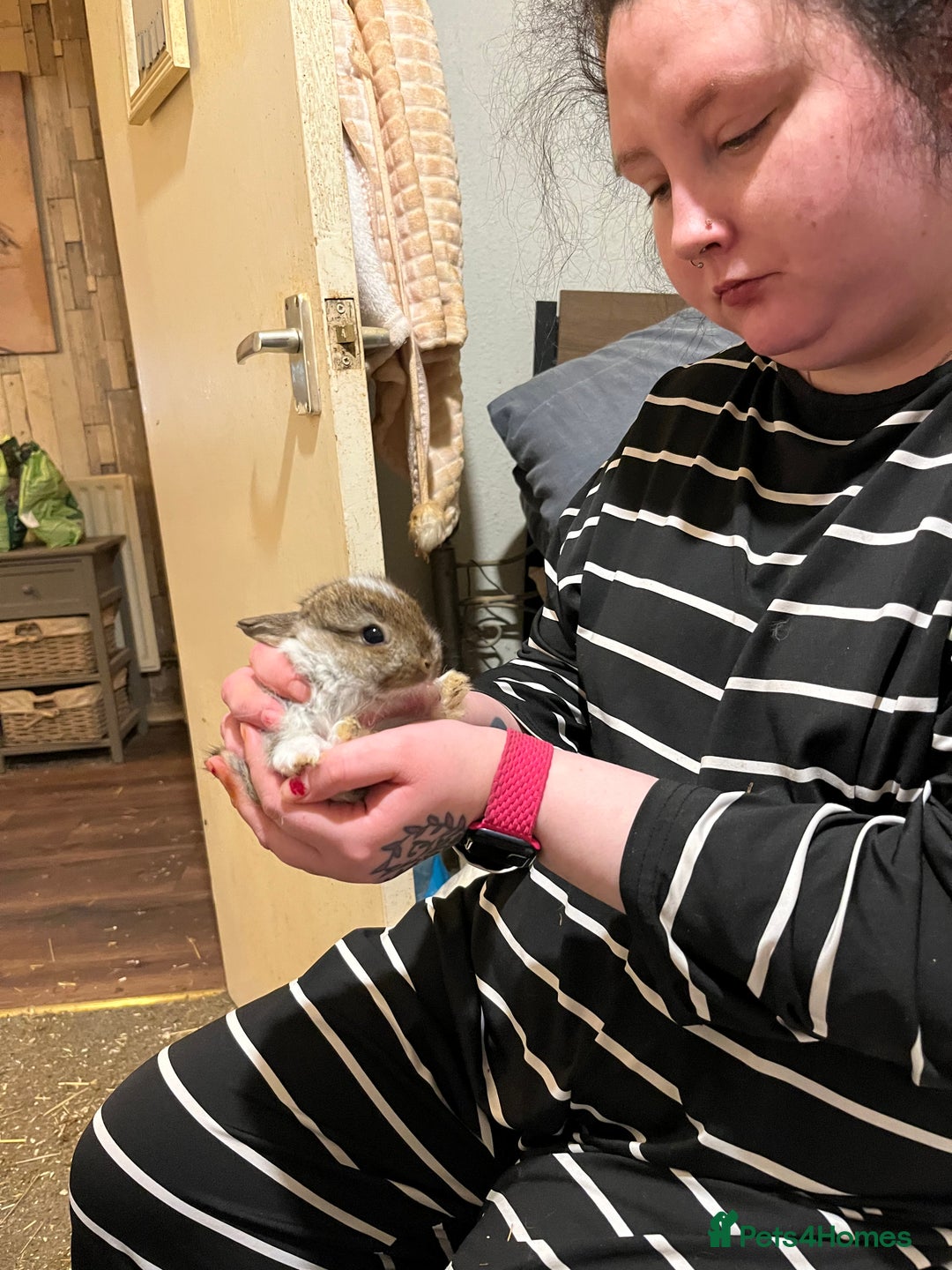 Netherland Dwarf rabbits for sale: Netherland Dwarf / Minilop  - Advert 3