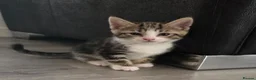Mixed Breed cats for sale: Mixed Bread Kittens  - Advert 15