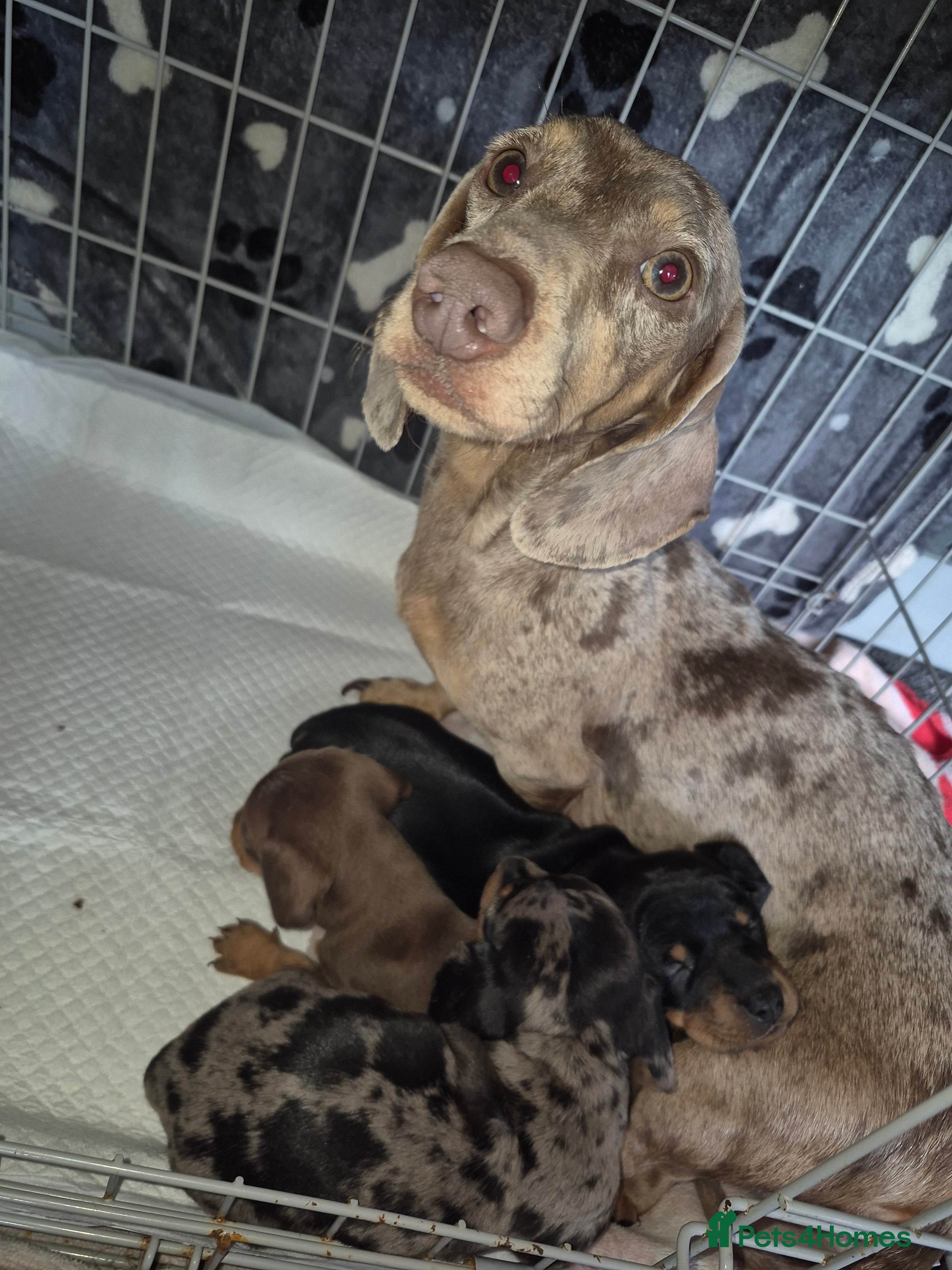 Miniature Dachshund dogs Miniature daschunds 2 girls - Advert 1