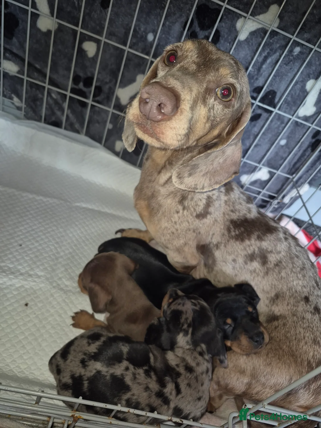 Miniature Dachshund dogs for sale: Miniature daschunds 2 girls - Advert 1