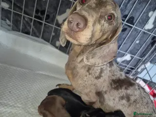 Miniature Dachshund dogs Miniature daschunds 2 girls - Advert 1