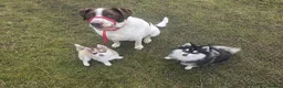Pomsky dogs for sale: Pomsky Puppys For Sale - Advert 15