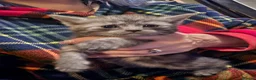 Persian cats for sale: Snuggly babies, chinchilla persian x  in Plymouth - Advert 30