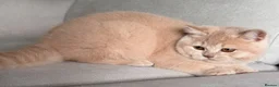 British Shorthair cats for sale: Beautiful cream boy available  - Advert 1