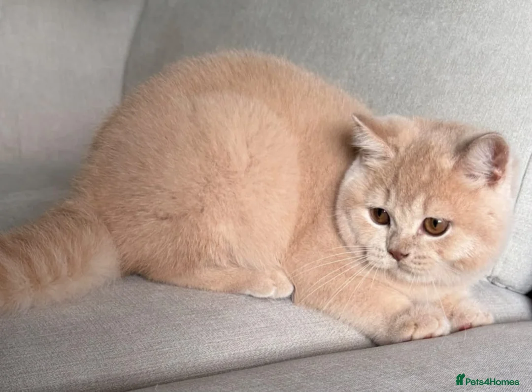 British Shorthair cats for sale: Beautiful cream boy available  - Advert 1