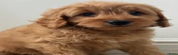 Cockapoo dogs for sale: Cockapoo puppies  - Advert 8