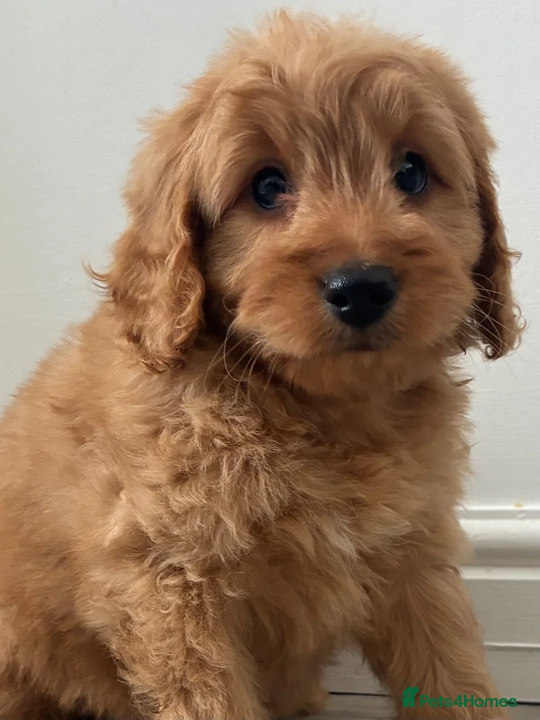 Cockapoo dogs for sale: Cockapoo puppies  - Advert 8