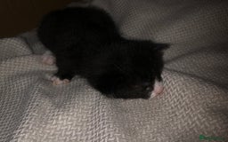 Mixed Breed cats for sale: 5 kittens for sale - Image 2