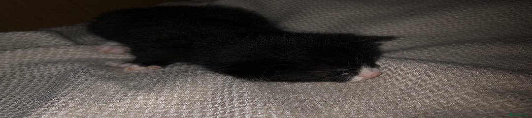 Mixed Breed Kitten 1