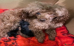 Toy Poodle dogs for sale: Black toy poodle male puppy excellent pedigree - Advert 6
