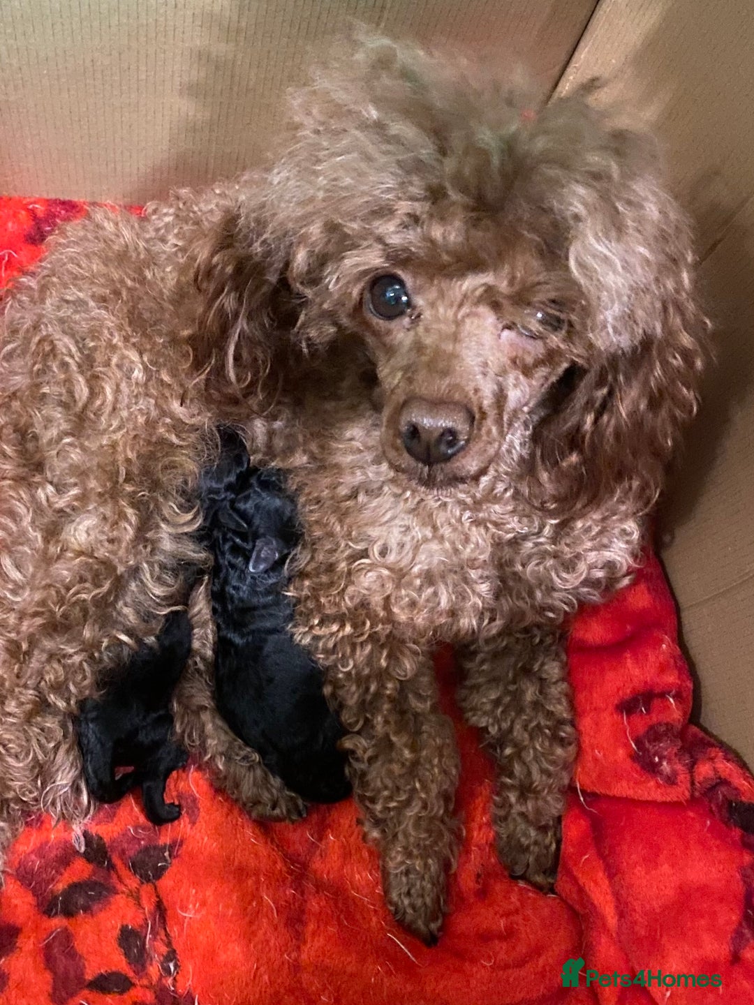 Toy Poodle dogs for sale: Black toy poodle male puppy excellent pedigree - Advert 6