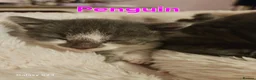 Mixed Breed cats for sale: Beautiful kittens - Advert 4