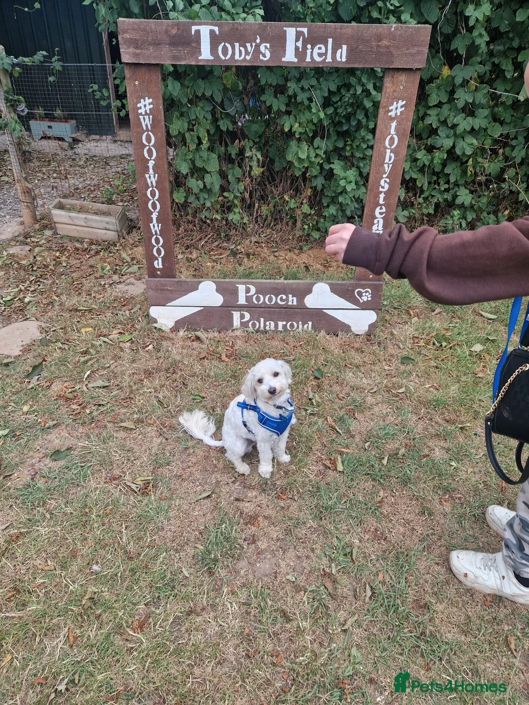 Maltipoo dogs for sale: BENJI in Goole - Advert 2