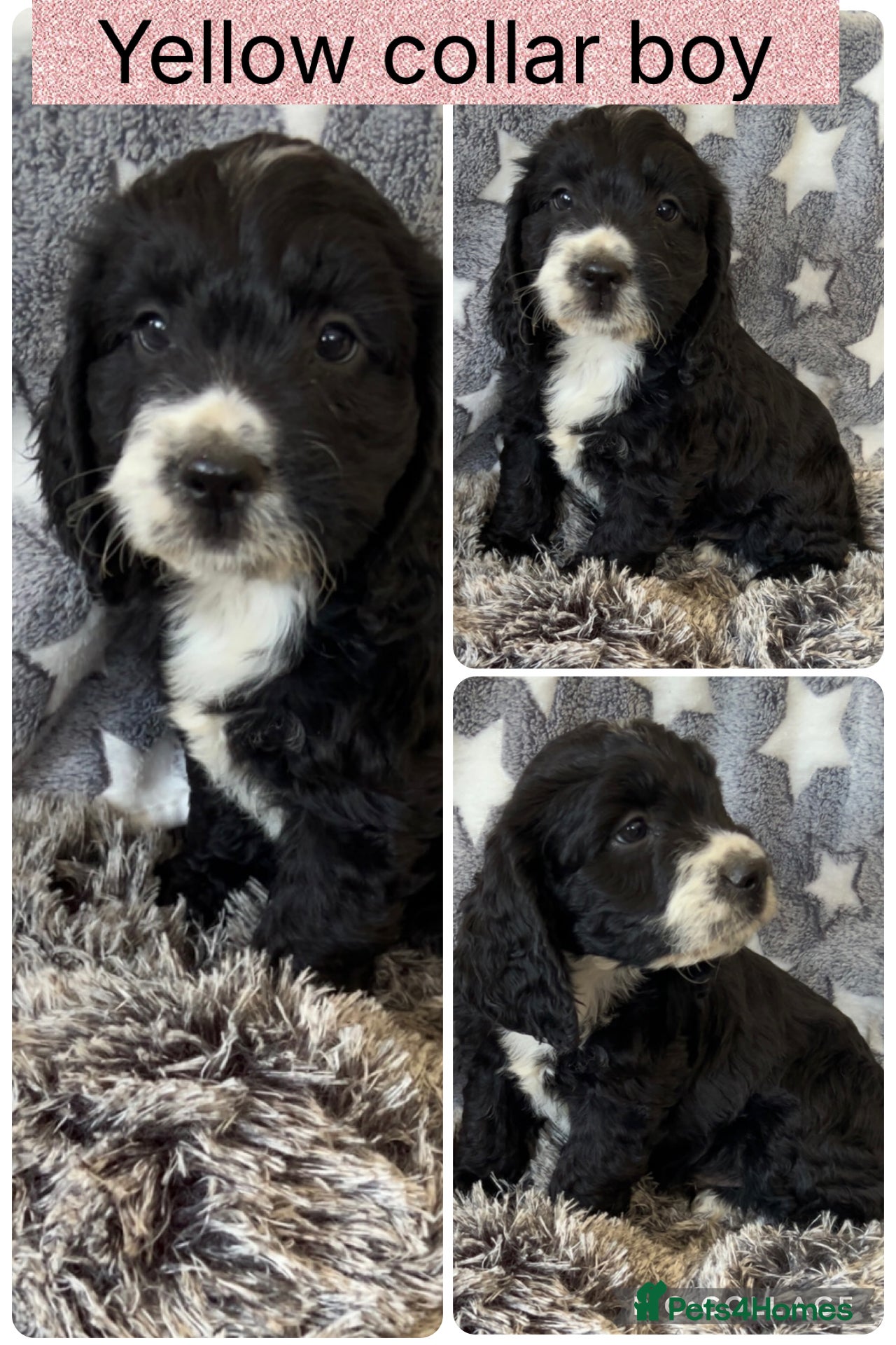 Cocker Spaniel dogs Show Cocker Spaniels  - Advert 2